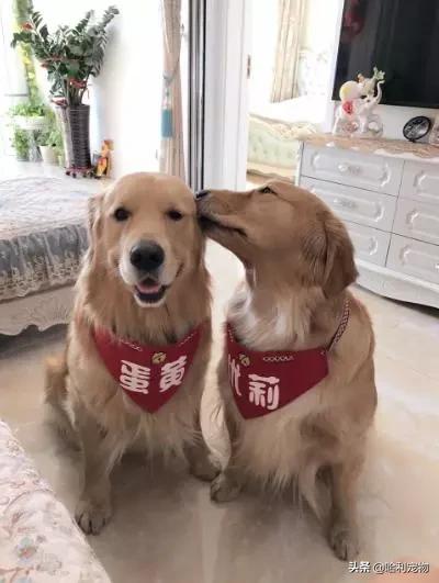 抖音狗狗颜值排行前十的狗,盘点抖音最火宠物狗