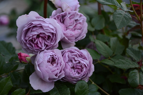 北方院子里种什么藤本月季,藤本月季院子