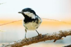 小鸟呀小鸟住在大树上童谣,欢乐儿歌乐器律动