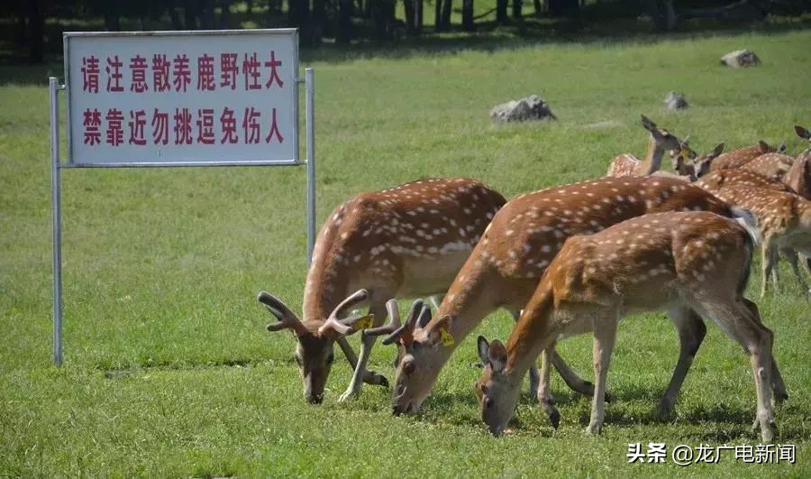 这才是冬天该去的地方哈尔滨,这才是避暑游泳玩乐的好地方
