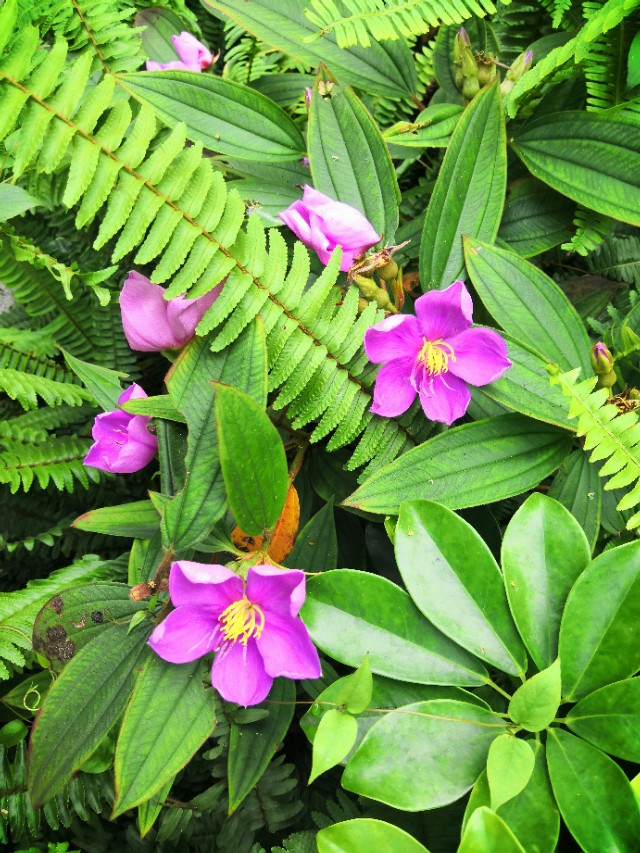 #唤醒好*光春**#​花海里的小蜜蜂，只有勤劳和不懈努力才会有成功