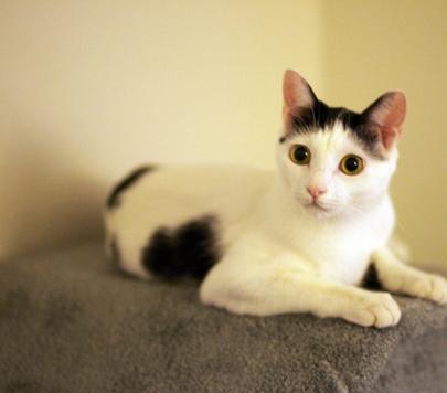 小猫吐黄水是什么原因导致的,小猫为什么吐黄水