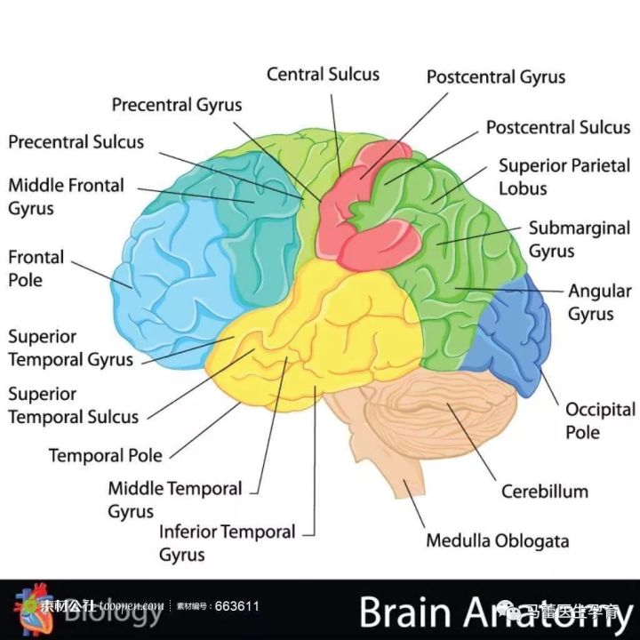 孩子撞头了出现哪几种症状,孩子头部被撞多久判断没事