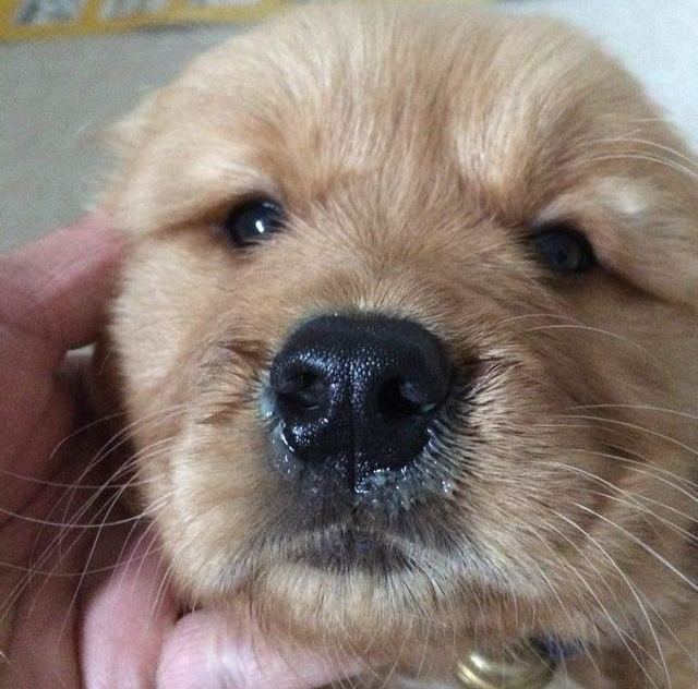 狗狗感冒了可以喝999感冒灵吗,狗狗天气转凉就咳嗽喝什么调理