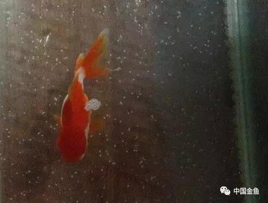 金鱼人工繁殖挤卵需静置多少时间,泰狮金鱼在哪个时间段繁殖比较好