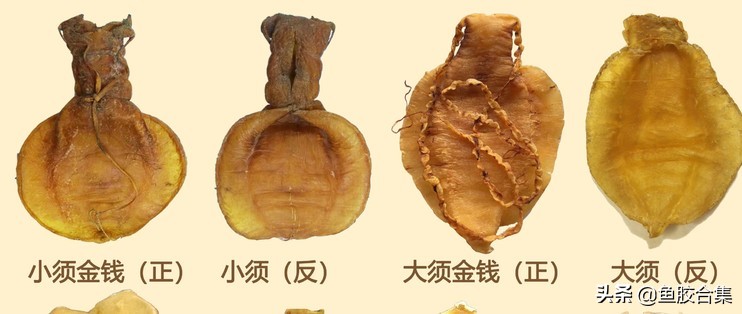 如何辨别鱼胶的好坏和质量,鱼胶入门指南新手必看