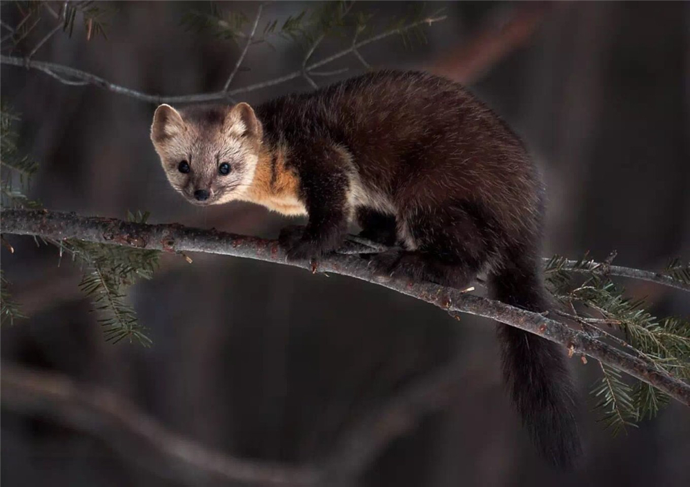 紫貂和紫貂宝宝,罕见紫貂现身长白山