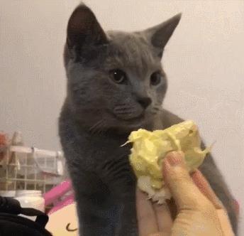 英国短蓝猫好养吗,千万别养蓝猫