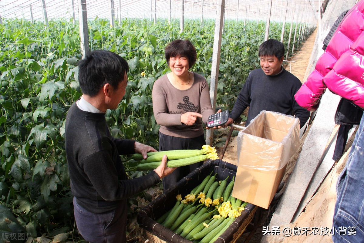 丝瓜弯曲的解决方法,黄瓜出现弯瓜该怎么处理视频