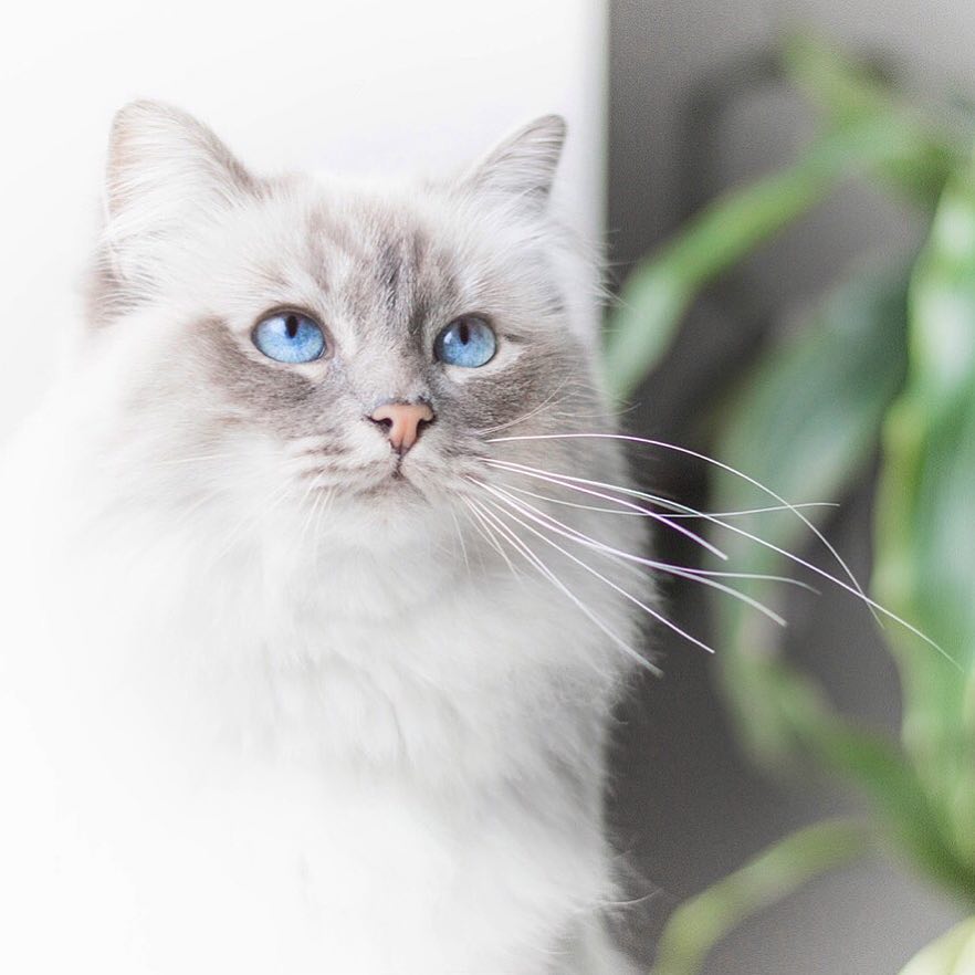 猫咪结膜炎和horner综合征,猫咪眼睛结膜炎的症状及治疗方法