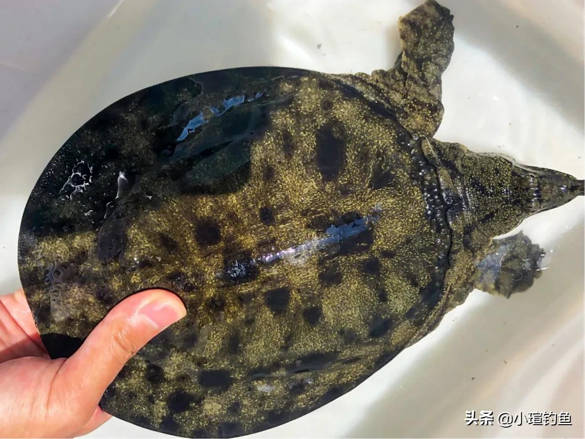 甲鱼早钓好还是晚钓好,甲鱼不会取钩