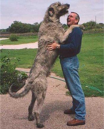 世界上一百种狗的图片,世界十种名贵狗