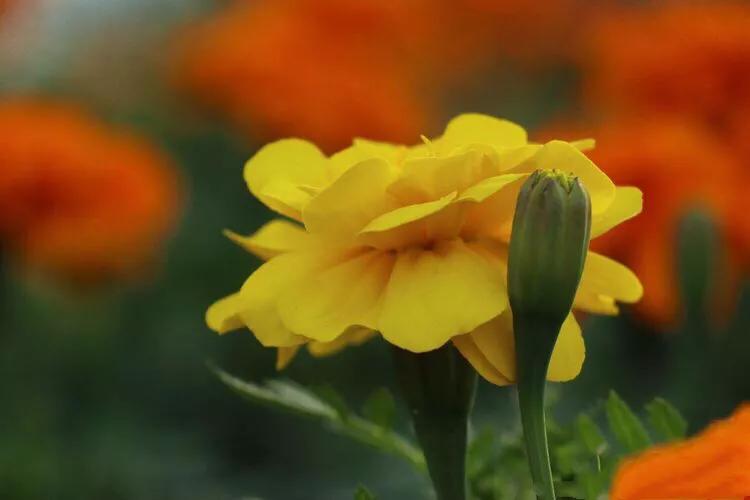 孔雀草叶,孔雀草花色艳丽