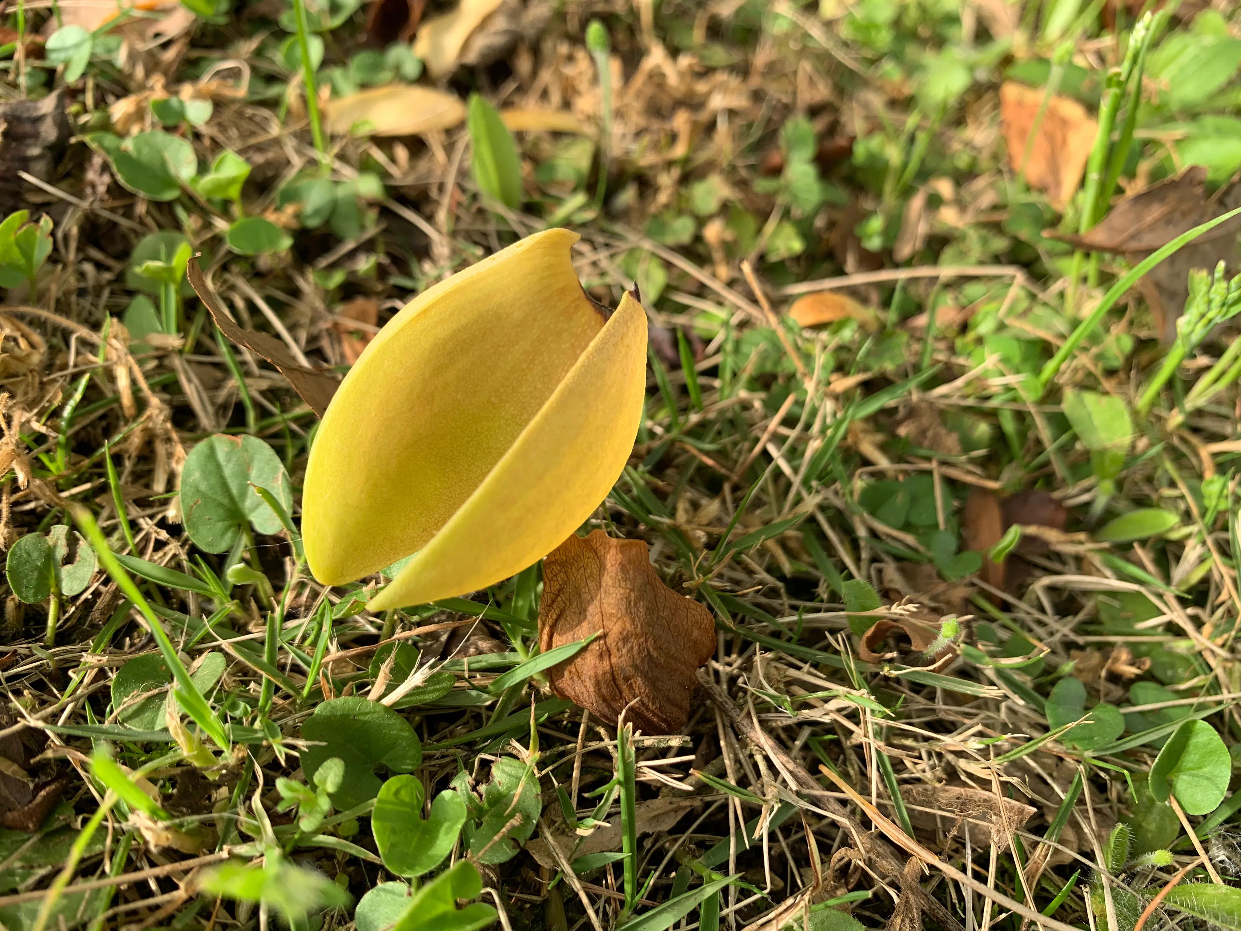 像鹅掌楸的树,小叶鹅掌楸大树