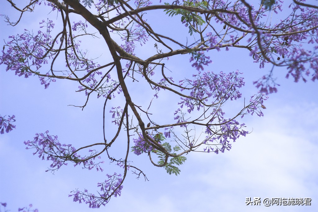 蓝花楹花语及图片大全,蓝花楹的花语还是很让人着迷