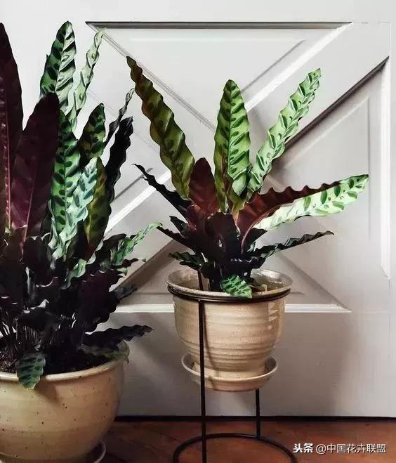 打翻了调色盘的花,打翻了调色盘的美景