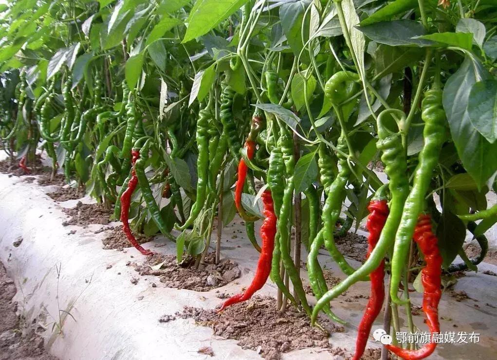 辣椒的味道描写,辣椒的味道全集