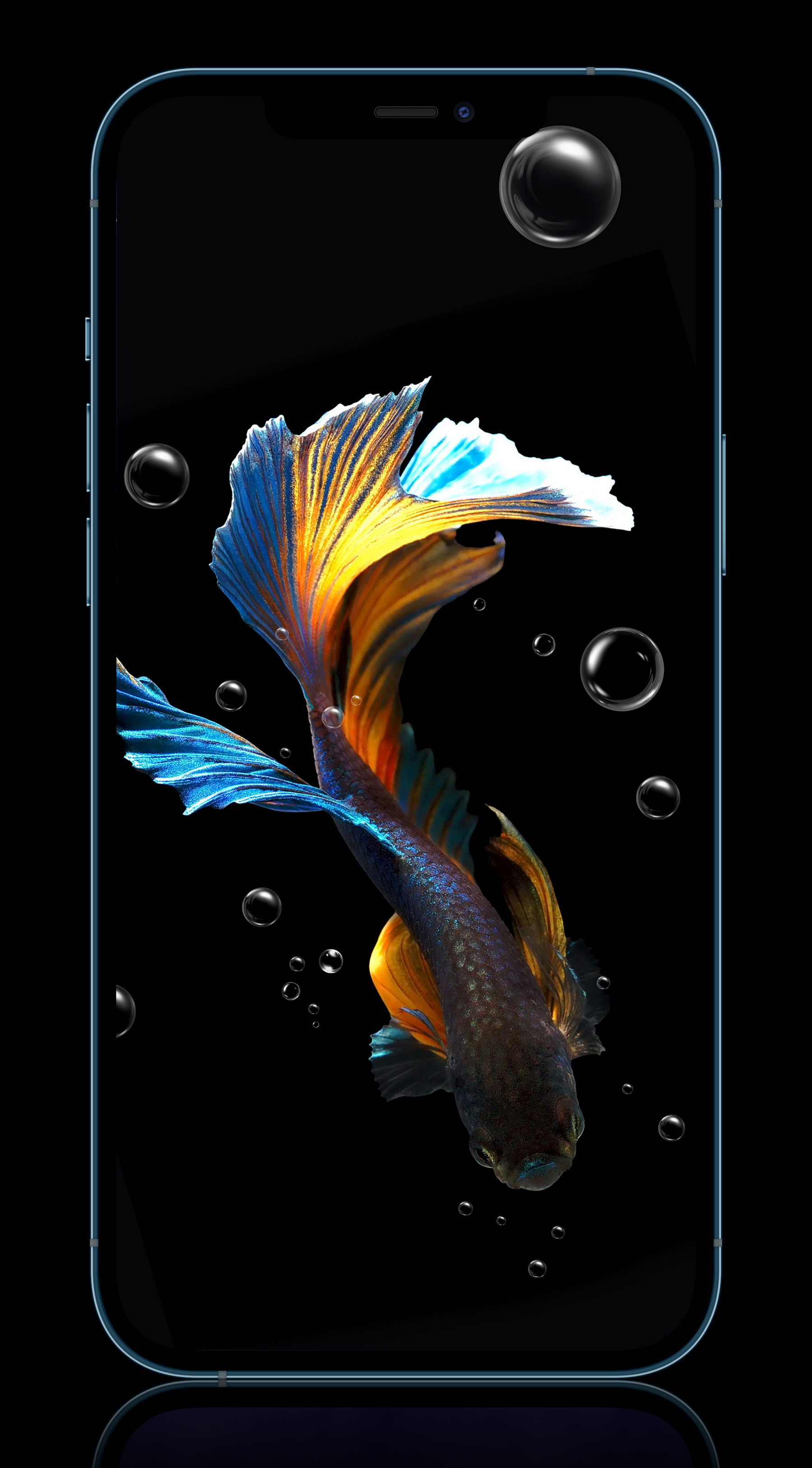 花鸟壁纸动物壁纸,动物壁纸高清手机壁纸