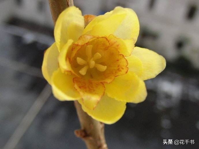 腊梅的种类及图片大全,蜡梅为什么叫蜡梅呢