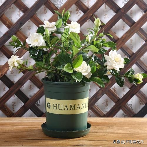 栀子花黄叶怎么养新手必看科普,栀子黄叶怎么防治