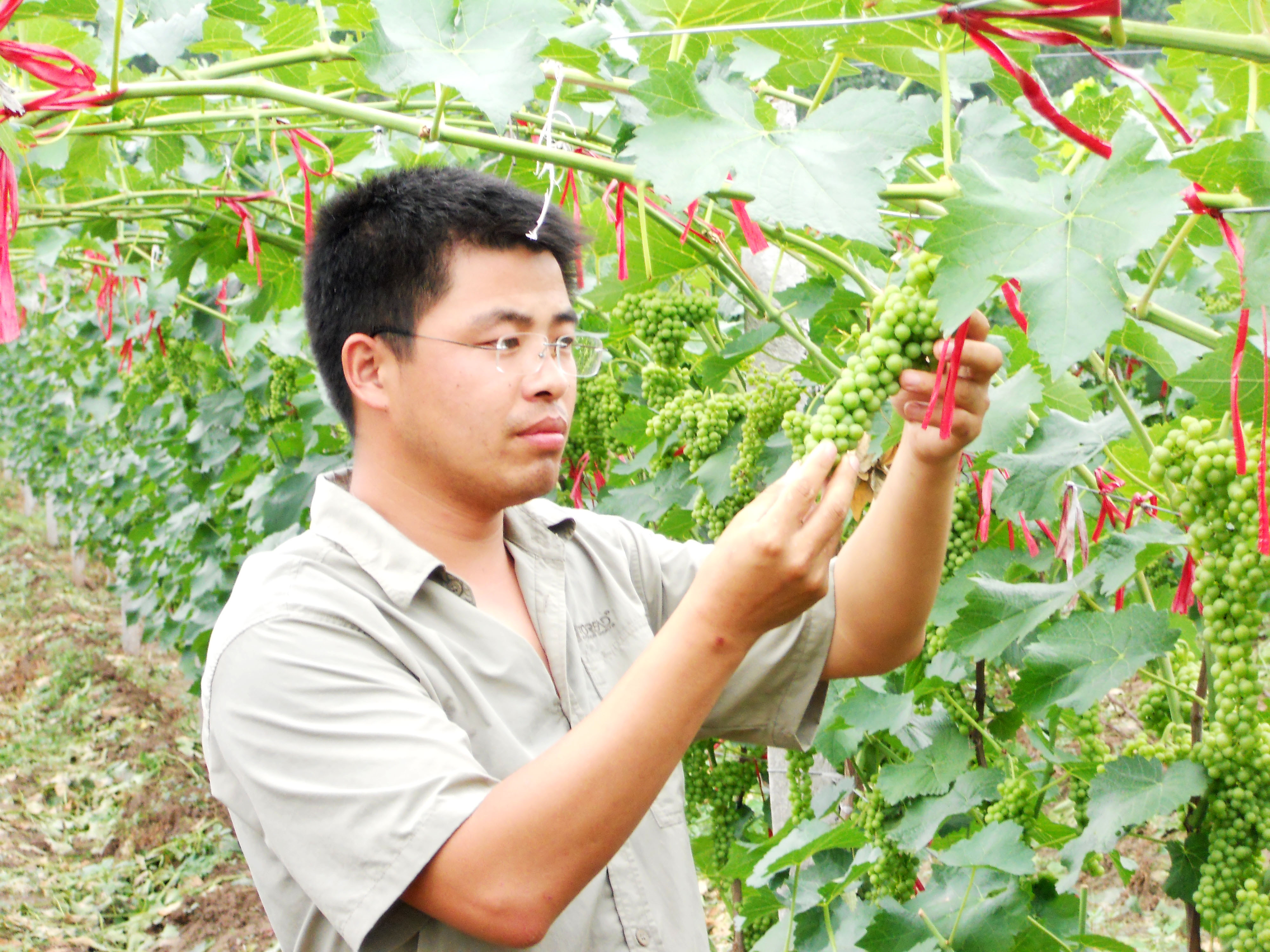 在北方投资500亩冰葡萄，投入数百万，还要建酒庄，可以吗？