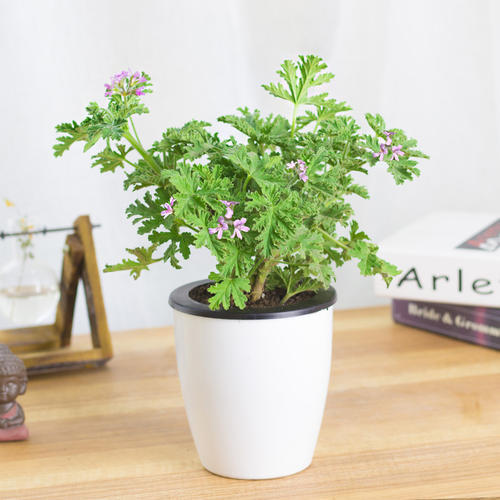 5月蚊虫多,咱可不要怕,卧室摆上几盆花,蚊虫问题轻松解决!