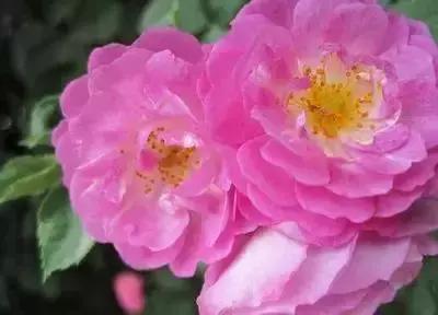 100种花的英文和花语是什么,100种花的花语以及送花礼仪分享