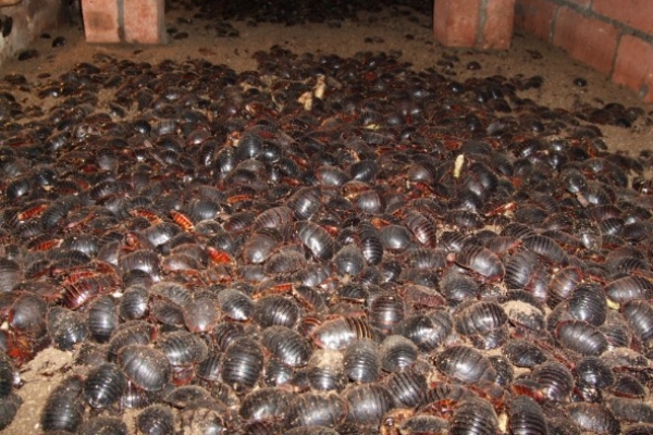 土鳖虫活血化瘀效果强吗,养殖的土鳖虫有药效吗