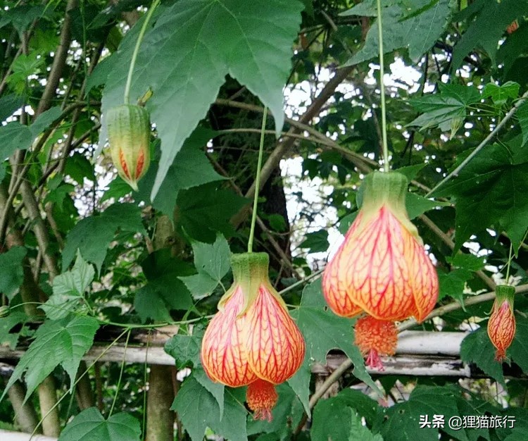 四川省乐山市牛华镇,四川牛华在哪里