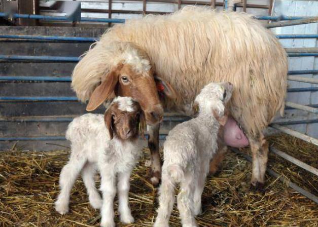母羊产后几天都不吃食怎么办,母羊产后精神不振不吃食怎么办