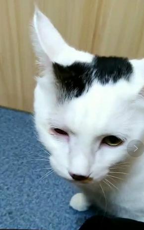 猫咪眼头发红肿大怎么回事,猫咪眼睛红肿睁开眼怎么治疗