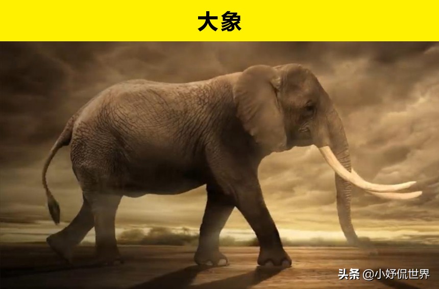 10种动物并没有你想象的那么危险,十种最可怕的动物但很可爱