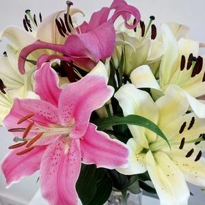 百合花的寓意和象征,送百合花代表什么寓意和象征