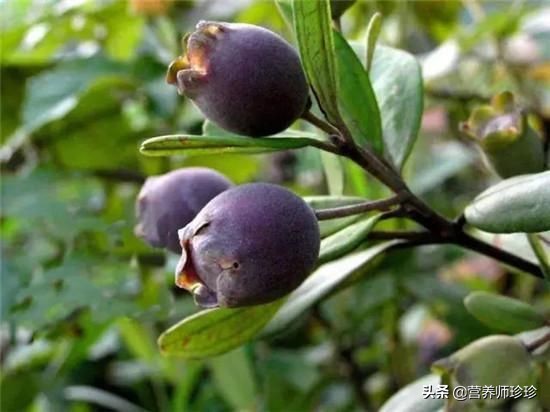 可用作泡酒的野生果子,什么东西泡酒对贫血好