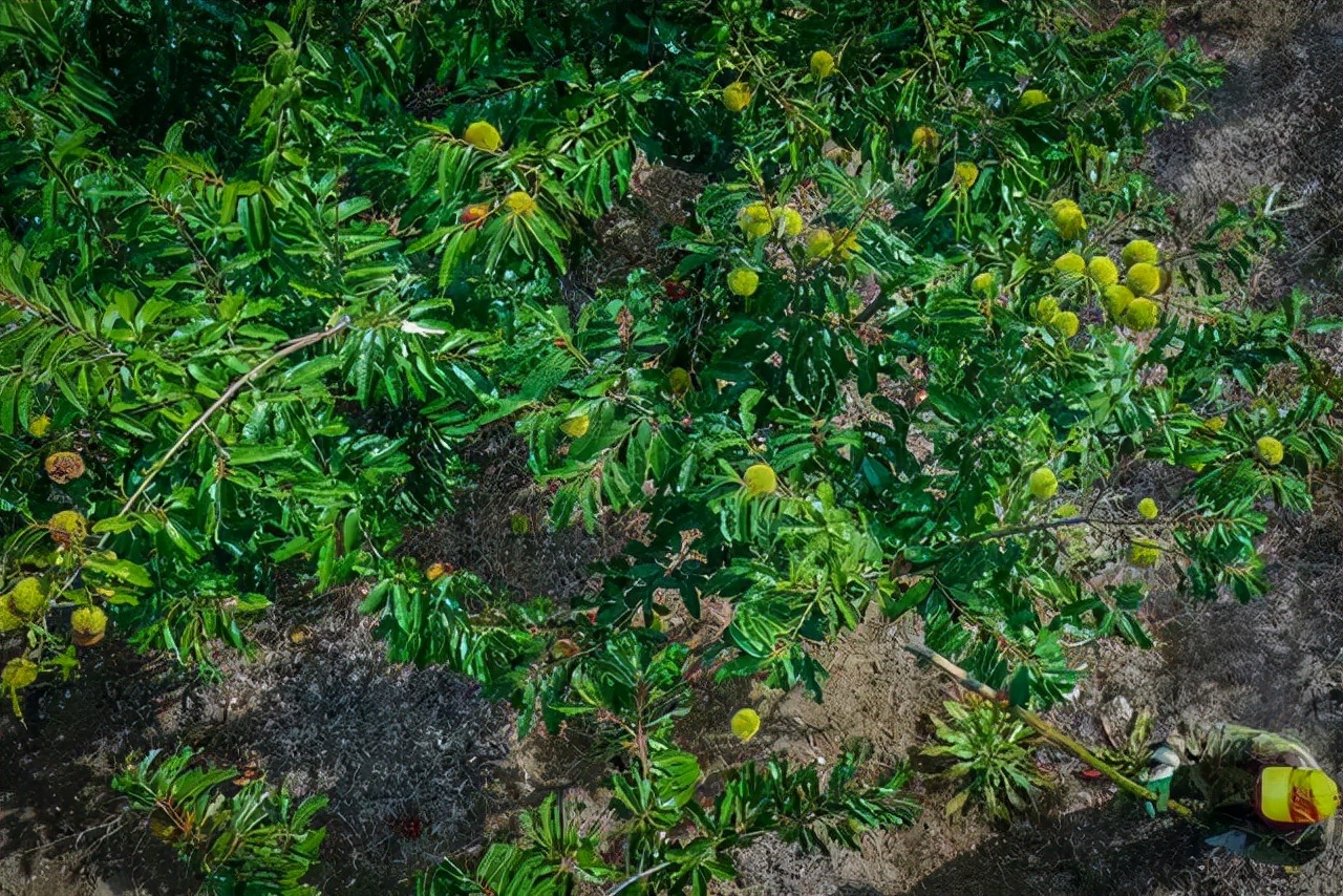 罗田振兴板栗产业,罗田板栗种植业