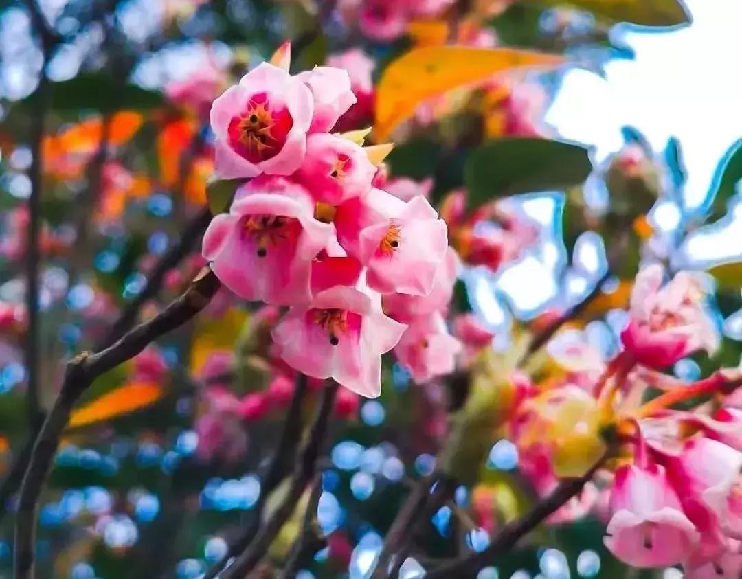 深圳适合春游的地方推荐及理由,深圳不可错过的游玩地方