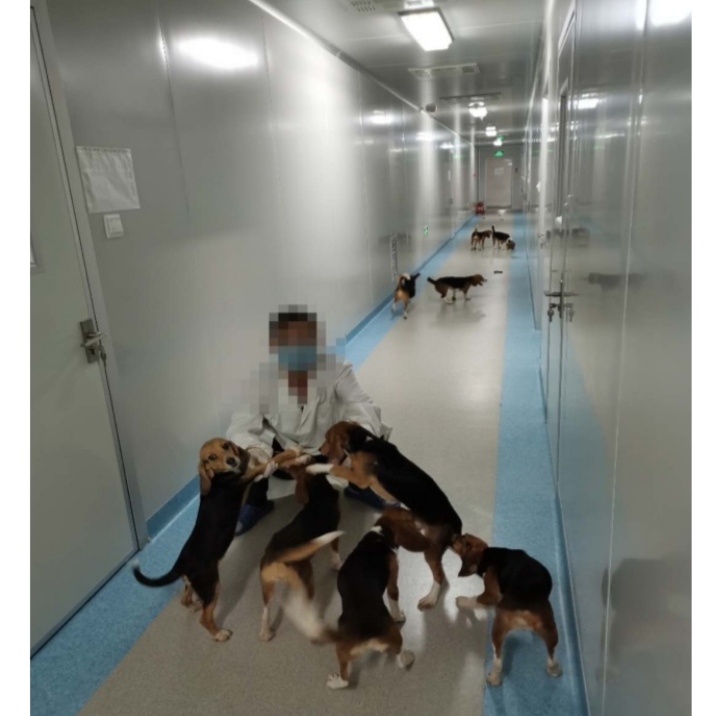 生活在院子里的狗狗,生活在实验室的小狗