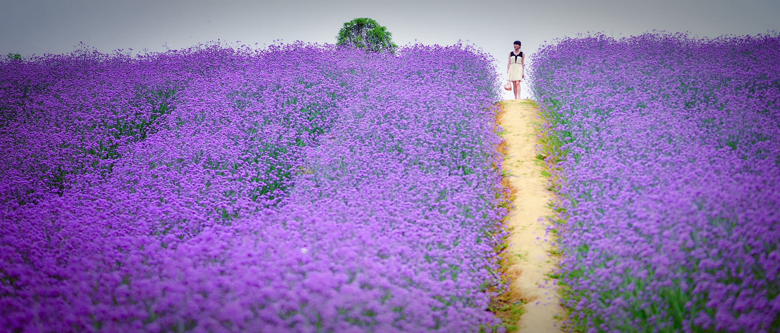 “论斤卖”的10种花卉种子，花海都种它，“靠天吃饭”就能活