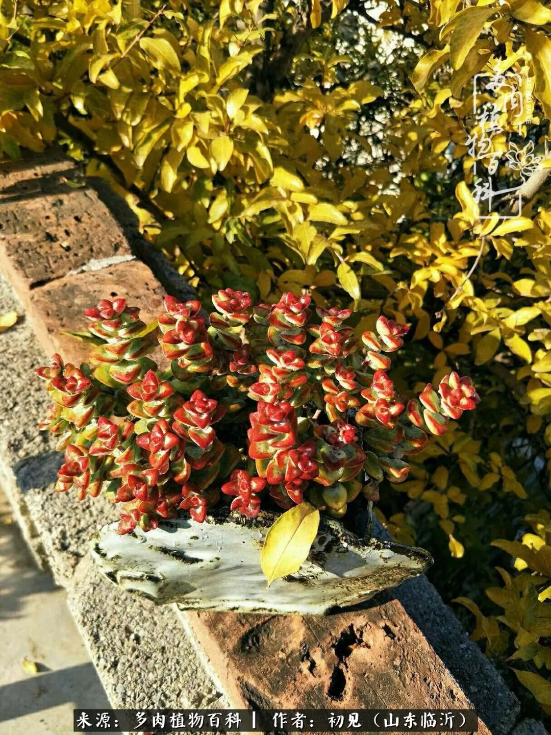 四季颜值在线的多肉,多肉的每一天