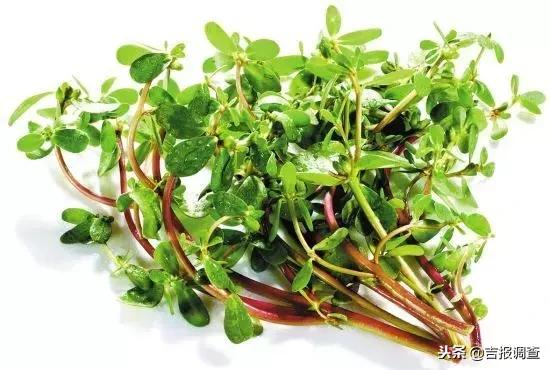 神奇的“报恩草”马齿苋：野地里到处都是，竟有这么多疗效！