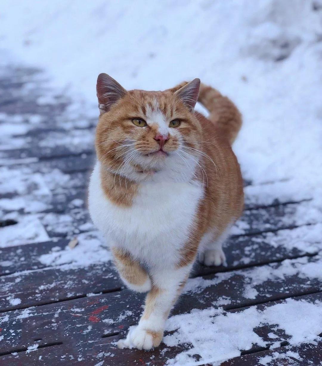 华山雾凇奇观在哪里,爬山看雾凇去哪最好