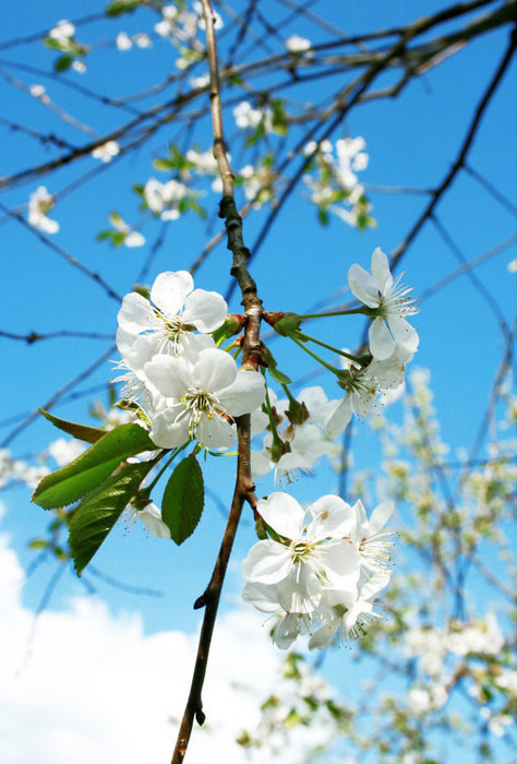 春雨到底是什么颜色的问题,春雨是什么颜色并说出原因