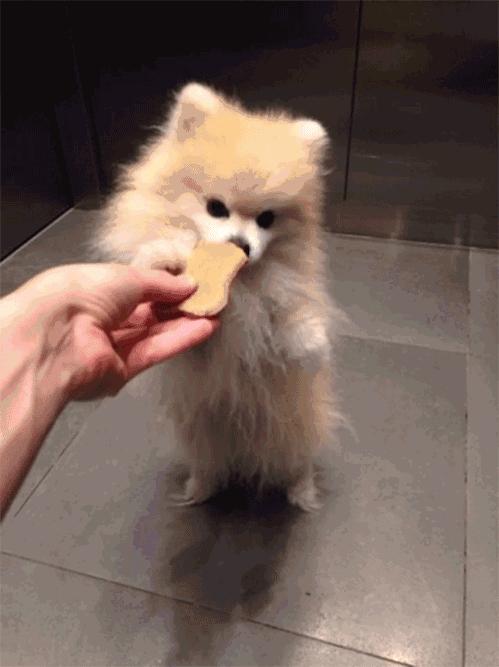 博美犬的训练方法和技巧,博美犬怎么训练视频大全