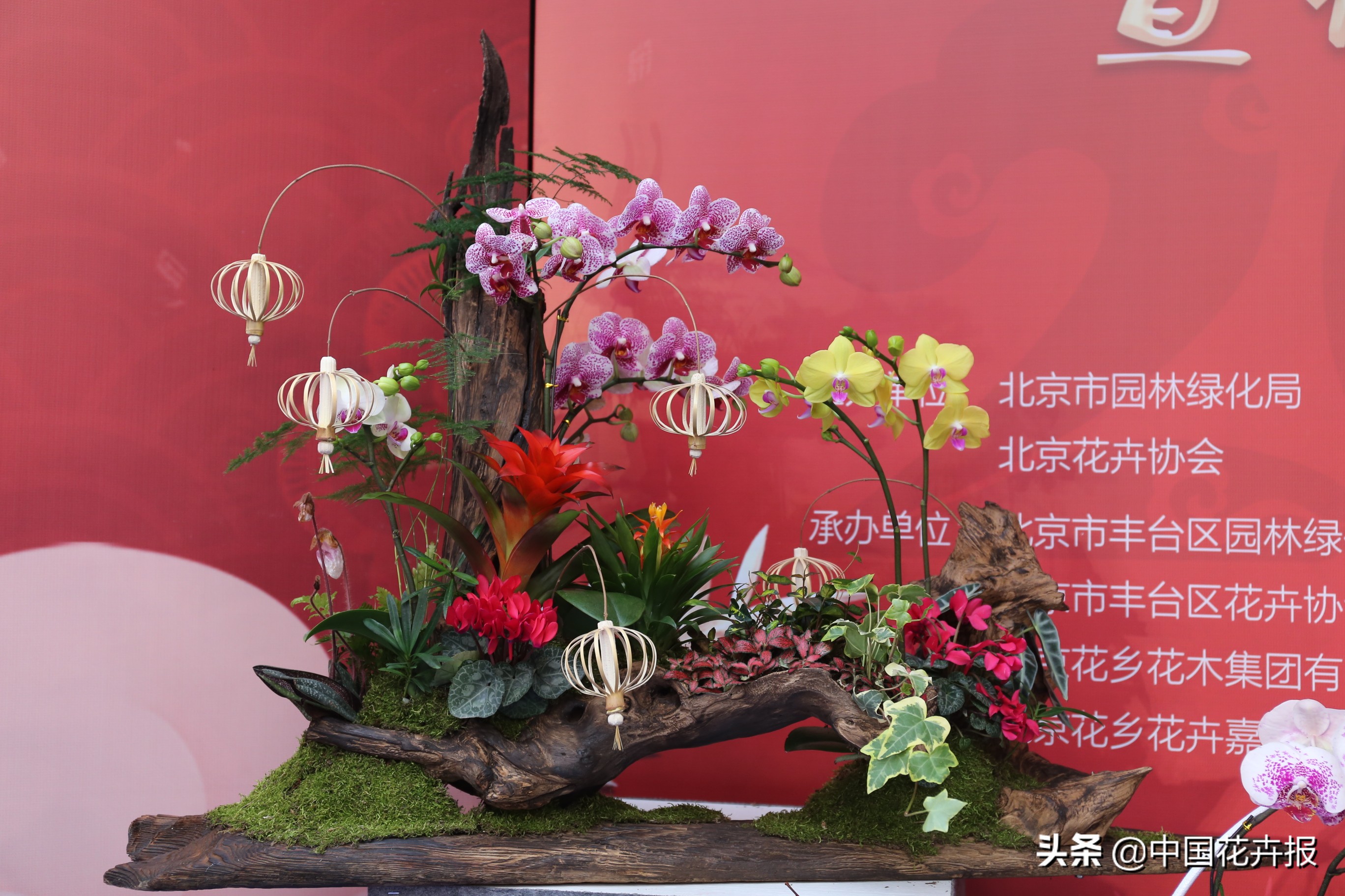 北京迎春花展,北京春季花展时间表