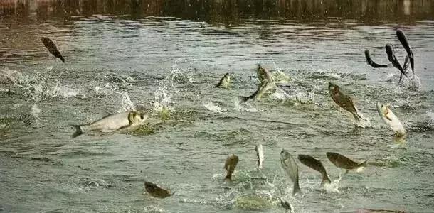 2020最赚钱农业项目,6个适合农村赚钱致富的好项目