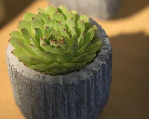 多肉观音莲怎么养最好,多肉观音莲养护技巧和方法