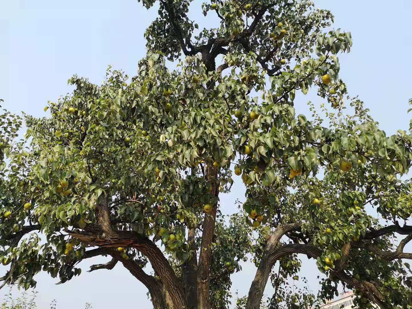 原产我国的古老水果“梨中元老”鸭梨，为什么没有日本梨受欢迎？