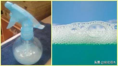 盆栽飞虫怎么杀,盆栽小黑飞虫怎么治