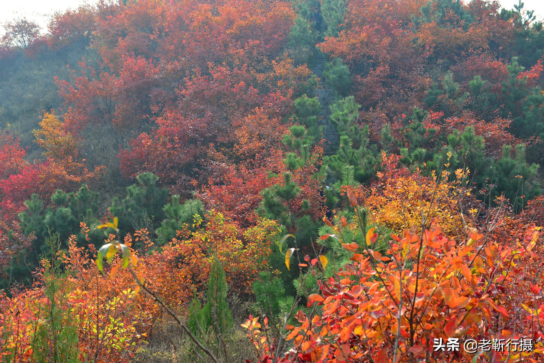 济南近郊赏红叶攻略无门票小众,济南红叶谷今年最佳观赏红叶时间
