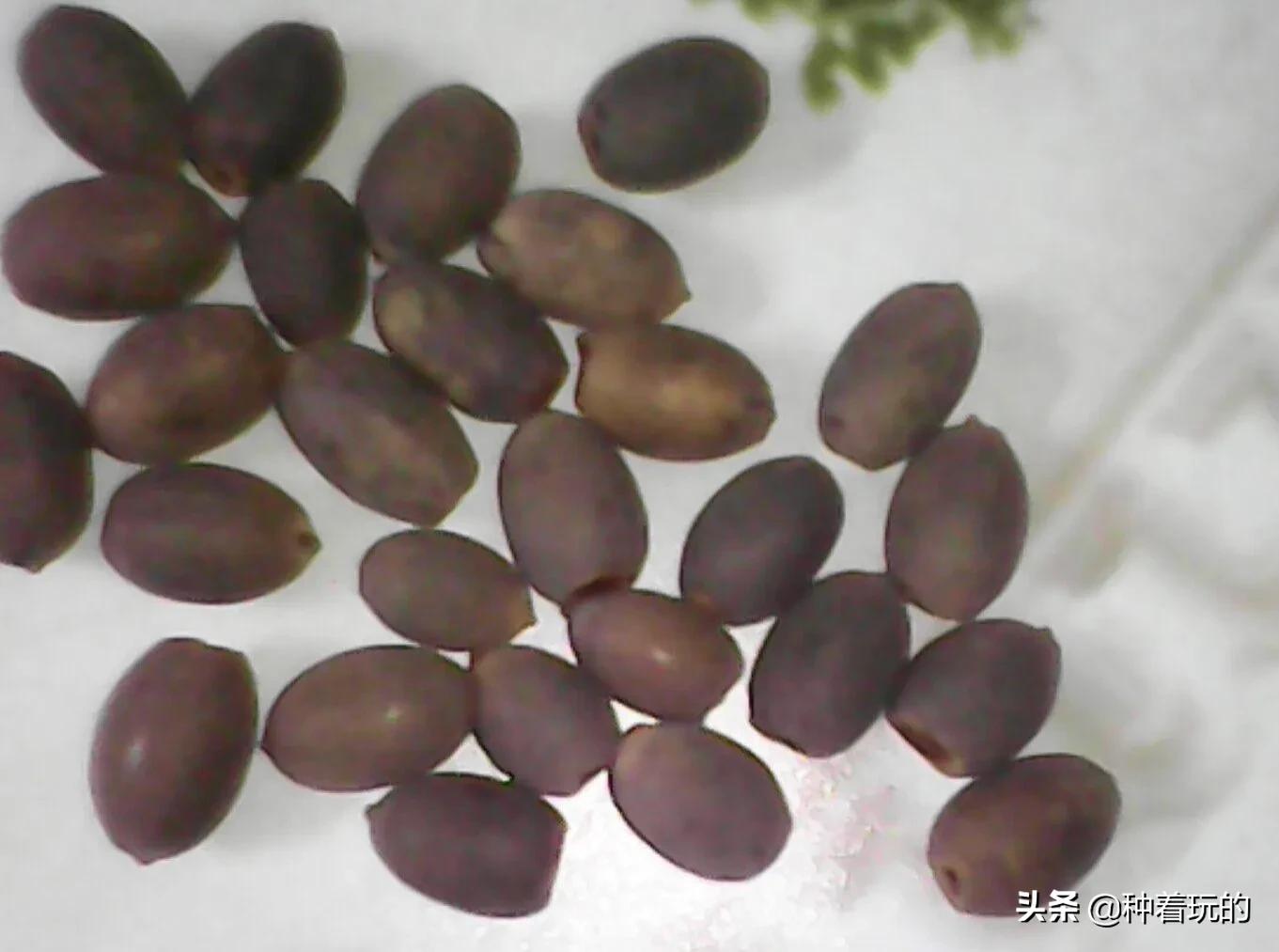 碗莲长出八个叶子什么时候能开花,碗莲叶子怎么竖不起来老浮在水面